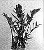 Zamioculcas%20zamiifolia%20%27Zamicro%27