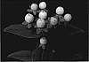 Hypericum%20%27Esm%20Wet%27
