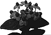 Hypericum%20androsaemum%20%27Esm%20Re%27