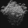 Gypsophila%20hybrida%20%27Esm%20Chispa%27