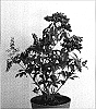 Pieris%20japonica%20%27Passion%27