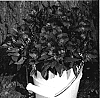 Alstroemeria%20hybrida%20%27Zaprilet%27