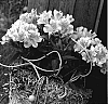 Alstroemeria%20hybrida%20%27Zapricia%27