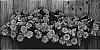 Petunia%20x%20hybrida%20%27Kerversalm%27