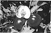 Prunus%20persica%28L.%29%20Batsch-Yellow%20Nectarine%20%27NECTACHIEF%27