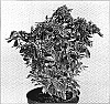 Pieris%20japonica%20%27Ralto%27