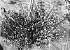 Lobelia%20erinus%20%27DANANAB2%27