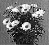 Argyranthemum%20frutescens%20%27Sun%2010%27