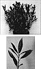Prunus%20laurocerasus%20%27Gajo%27