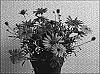 Argyranthemum%20frutescens%20%27SUN%2020%27