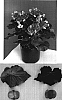 Begonia%20x%20hiemalis%20%27Reina%27