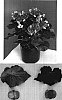 Begonia%20x%20hiemalis%20%27Reina%27