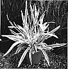 Dianella%20tasmanica%20%27TAS100%27