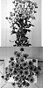 Chrysanthemum%20x%20morifolium%20%27Dekringabonze%27