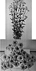 Chrysanthemum%20x%20morifolium%20%27Deklindipink%27