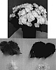 Begonia%20x%20hiemalis%20%27Elektra%20White%27