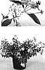 Lantana%20camara%20%27Robpwcrm%27
