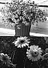 Argyranthemum%20x%20hybrida%20%27Ohmadsaca%27