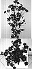 Chrysanthemum%20%20x%20morifolium%20%27Deksambupurple%27