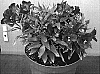 Alstroemeria%20hybrida%20%27Tesrobin%27