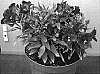 Alstroemeria%20hybrida%20%27Tesrobin%27