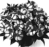Impatiens%20hawkeri%20%27Duesweeters%27