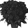 Impatiens%20hawkeri%20%27Dueribrired%27