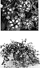 Lantana%20montevidensis%20%27Robpwpur%27