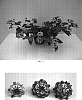 Lantana%20camara%20%27Balandimpea%27