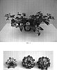 Lantana%20camara%20%27Balandimpea%27
