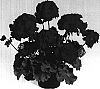 Pelargonium%20x%20hortorum%20%27Dueimlyk%27