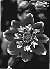 Dahlia%20variabilis%20%27Goalia%20Oran%27