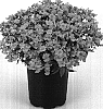 Nemesia%20hybrida%20%27Kirine-34%27
