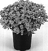 Nemesia%20hybrida%20%27Kirine-34%27