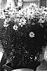 Coreopsis%20%27Full%20Moon%27