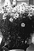 Coreopsis%20%27Full%20Moon%27
