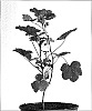 Malva%20sylvestris%20%27Blue%20Fountain%27