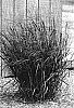 Panicum%20virgatum%20%27Prairie%20Fire%27