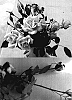 Rosa%20hybrida%20%27minima%27%20%27SAValode%27