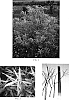 Salix%20sachalinensis%20%27Golden%20Sunshine%27