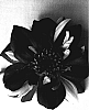 Dahlia%20variabilis%20%27Goalia%20Rossa%27