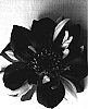 Dahlia%20variabilis%20%27Goalia%20Rossa%27