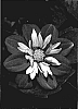 Dahlia%20variabilis%20%27Goalia%20Scarl%27