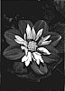 Dahlia%20variabilis%20%27Goalia%20Scarl%27