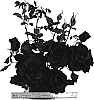 Rosa%20hybrida%20%27WEKfrancoly%27