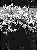 Gaura%20lindheimeri%20%27Walsnofou%27