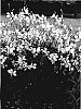 Gaura%20lindheimeri%20%27Walsnofou%27