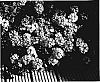 Verbena%20hybrida%20%27Vegas%20Bright%20Pink%27