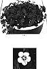 Geranium%20traversii%20x%20sessiliflorum%20%27Thunder%20Cloud%27