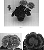 Pelargonium%20x%20hortorum%20%27Ballursal%27